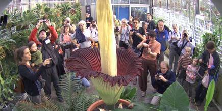 Fricktal24 Ch Titanwurz Im Botanischen Garten Der Uni Basel